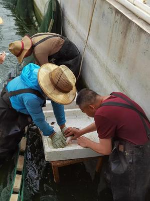 內(nèi)陸水產(chǎn)養(yǎng)殖新突破 省海洋與水產(chǎn)科學(xué)研究院成功實(shí)現(xiàn)加州鱸魚規(guī)?；庇? />
</span>
<span id=