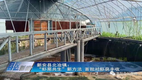蝦菜共生 內(nèi)陸水產(chǎn)養(yǎng)殖與無(wú)土栽培的完美牽手，實(shí)現(xiàn)年產(chǎn)值7000萬(wàn)元雙豐收