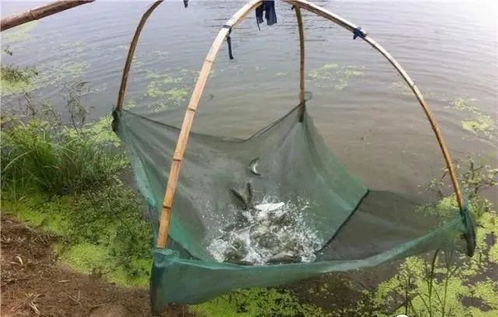 內(nèi)陸水產(chǎn)養(yǎng)殖銷售 把握未來(lái)趨勢(shì)，養(yǎng)殖者行動(dòng)指南