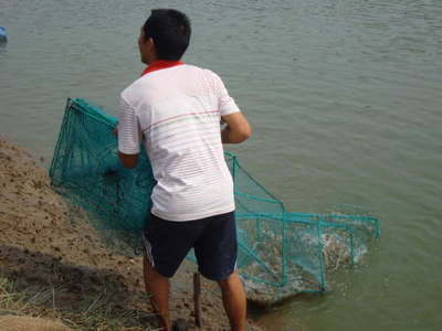 湖南常德澧縣 內(nèi)陸轉(zhuǎn)型結(jié)碩果，南美白對(duì)蝦養(yǎng)殖已成特色產(chǎn)業(yè)