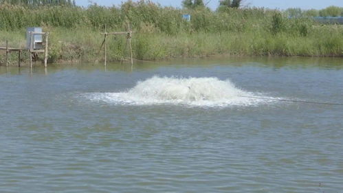 烏拉特前旗兩家水產(chǎn)健康養(yǎng)殖示范場(chǎng)入選“國(guó)家隊(duì)”，引領(lǐng)內(nèi)陸水產(chǎn)養(yǎng)殖銷售新篇章