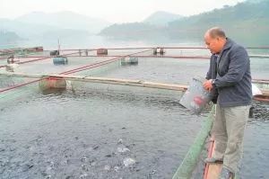 內(nèi)陸水產(chǎn)養(yǎng)殖攻略 9大方法有效降低飼料成本，提升銷售利潤(rùn)