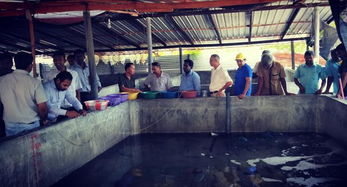 斯里蘭卡召開海參生態(tài)養(yǎng)殖技術(shù)推廣現(xiàn)場(chǎng)會(huì)，推動(dòng)內(nèi)陸水產(chǎn)養(yǎng)殖與銷售協(xié)同發(fā)展